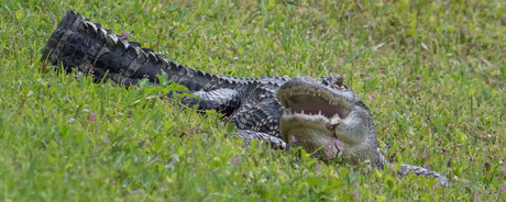 Alligators In Florida Ponds!